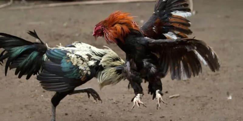 Đá Gà Vn88 1 Tại sao đá gà Vn88 lại thu hút đông đảo người chơi?