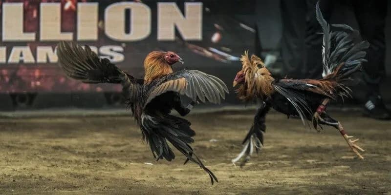 Đá Gà Thomo - Trải Nghiệm Đỉnh Cao Trong Trò Chơi Cá Cược 1 Đá Gà Thomo - Trải Nghiệm Đỉnh Cao Trong Trò Chơi Cá Cược